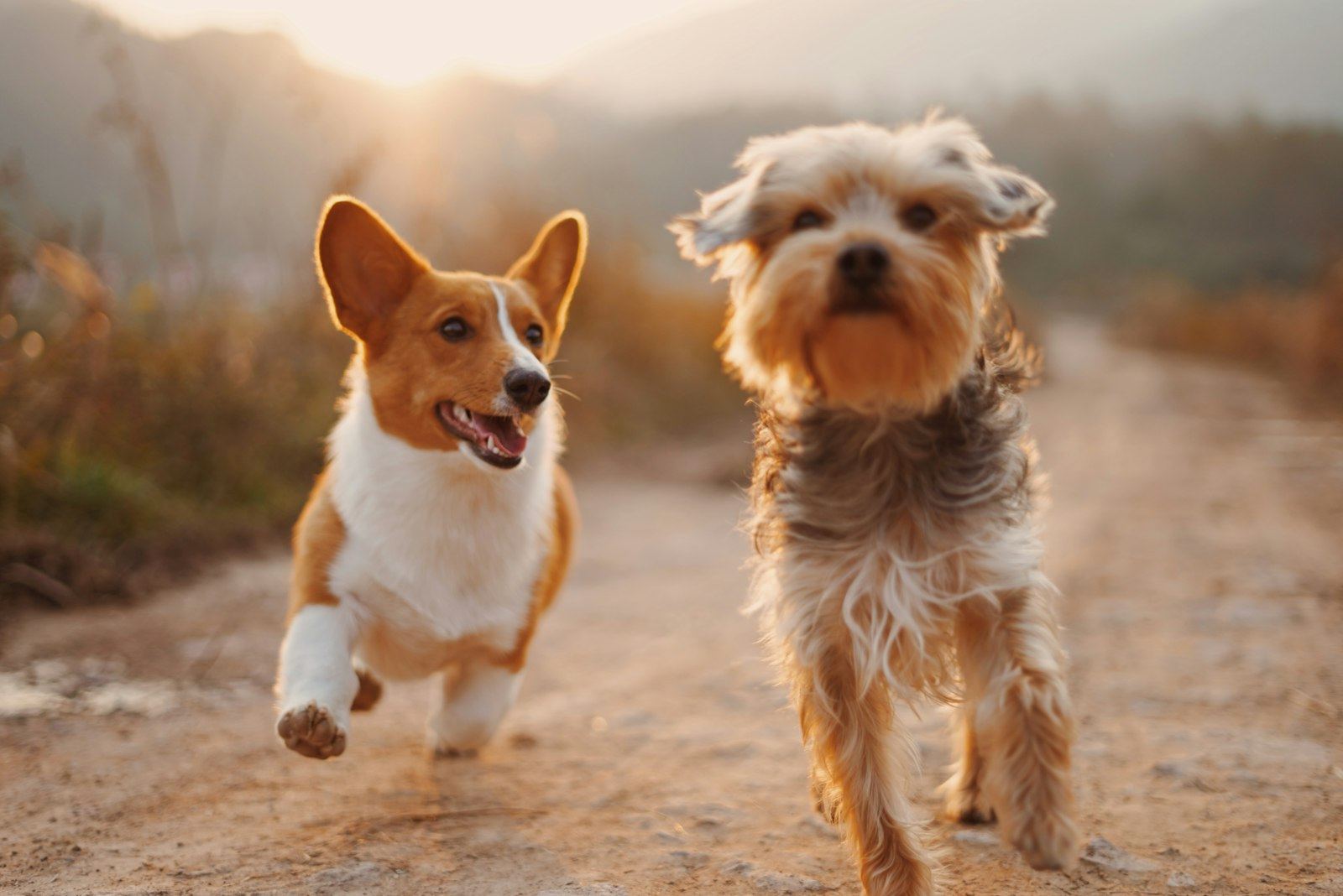 Dos perros corriendo